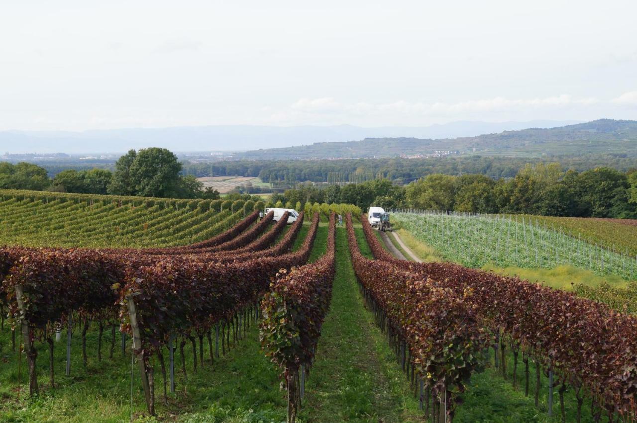 Weingut Landmann Ferienwohnungen Fryburg Bryzgowijski Zewnętrze zdjęcie